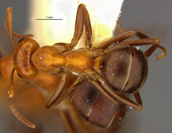 Media type: image;   Entomology 8887 Aspect: habitus dorsal view